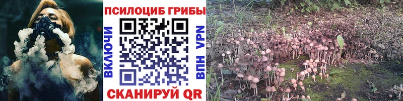 Псилоцибиновые грибы Psilocybe  купить  цена  Инза 